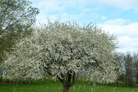 Lonely blooming tree full of white blossoms in quiet spring field beneath d.. Photos