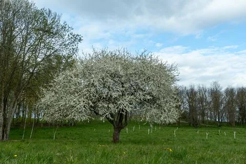Lonely blooming tree full of white blossoms in quiet spring field beneath d.. Stock Photos