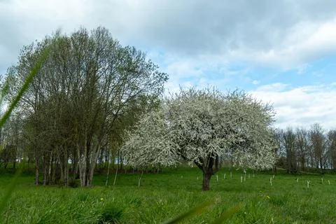 Lonely blooming tree full of white blossoms in quiet spring field beneath d.. Fotos de archivo
