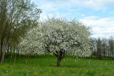 Lonely blooming tree full of white blossoms in quiet spring field beneath d.. Stock Photos