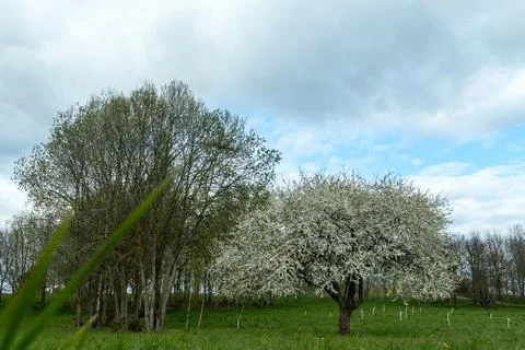 Lonely blooming tree full of white blossoms in quiet spring field beneath d.. Fotos Stock