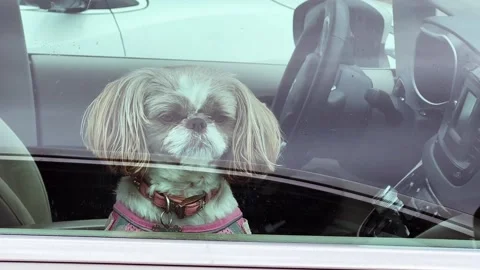 Lonely bored dog looking through car window for owner to return Stock Footage 319909815