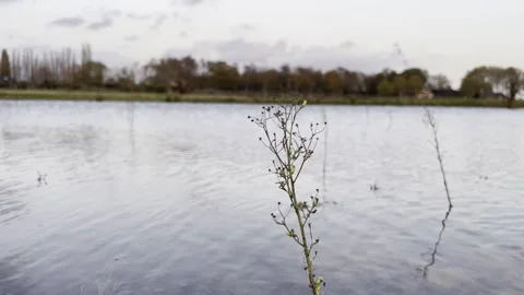 Lonely branch in the wind in water Video stock 255716136