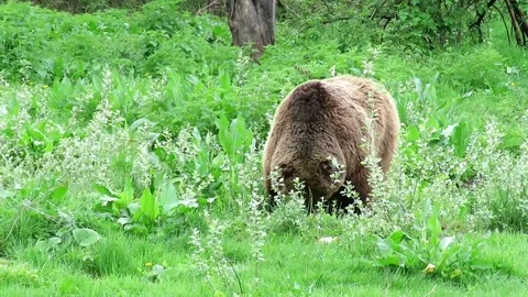 Lonely brown bear eating grass Stock Footage 74690507