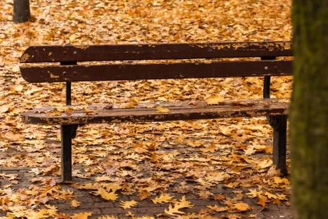 Lonely brown bench behind the tree in autumn park closeup Stock Photos