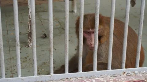 Lonely brown monkey behind light gray bars Foto stock