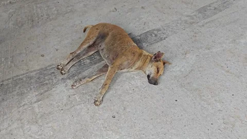 Lonely brown stray dog Stock Footage 244451532