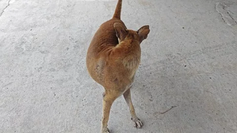Lonely brown stray dog Video stock 244451747