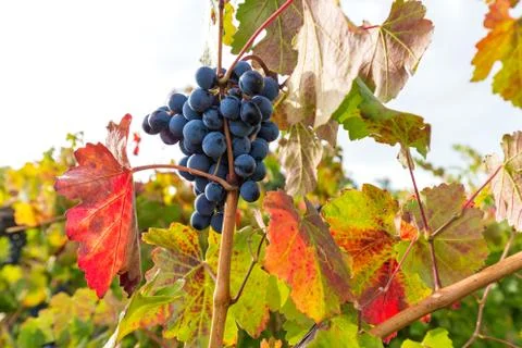 Lonely bunch in the vineyard Stock Photos