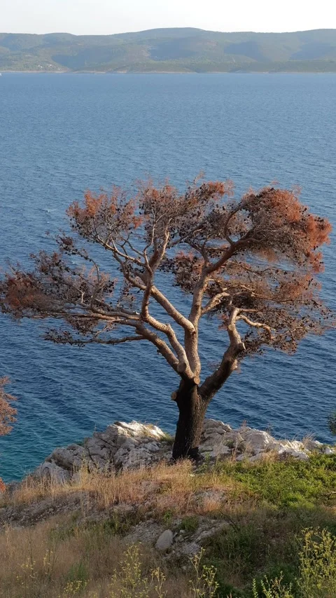 Lonely burnt tree overlooking calm blue sea and distant hills Stock Footage 344743201
