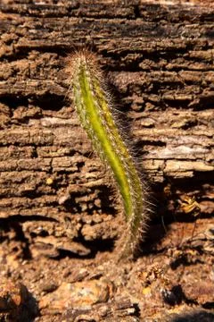 Lonely cactus in drought soil Stock Photos