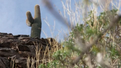 Lonely Cactus On A Mountaintop In The Desert During The Day Stock Footage 268651323