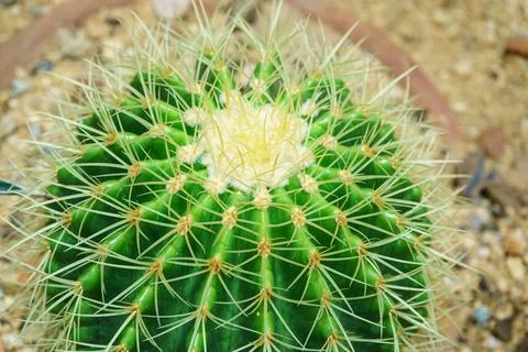 A lonely cactus with thorns close up Stock Photos