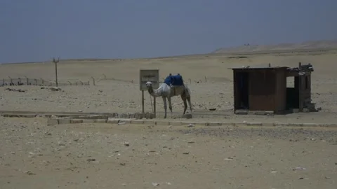 Lonely Camel Next To The Tomb Of Ti In Saqqara, Egypt Stock Footage 158224219