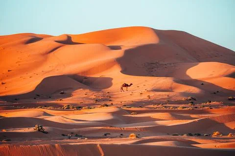 Lonely Camel in the Sahara desert Foto stock
