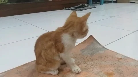 A lonely cat Stock Footage 243442648