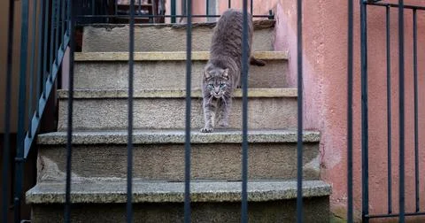 Lonely cat looking from the railing Stock Photos