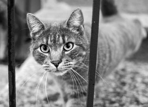 Lonely cat looking from the railing Stock Photos