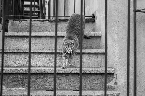 Lonely cat looking from the railing Stock Photos