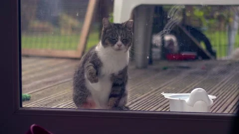 Lonely cat looks inside from window to come inside Stock Footage 231111559
