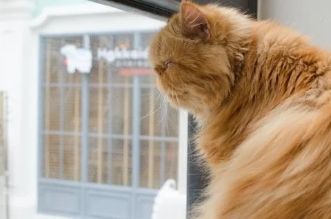 Lonely cat Stock Photos
