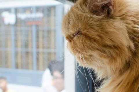 Lonely cat Stock Photos