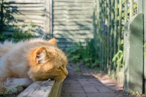 Lonely Cat Stock Photos
