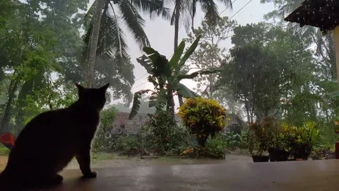 Lonely cat staring at rain. Stock Footage