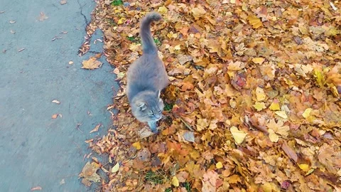 Lonely cat on the street Stock Footage 164558817