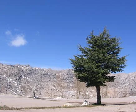 Lonely Cedar Stock Photos