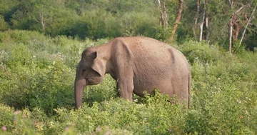 Lonely Ceylon Elephant in the forest in Sri Lanka Stock Footage 86133483
