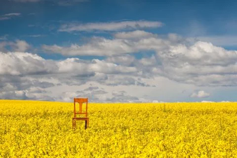 Lonely chair on the empty rape field Foto stock