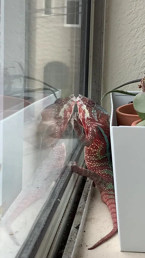 Lonely Chameleon Stock Footage 150401759