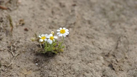Lonely Chamomile Flowers Stock Footage 77851869