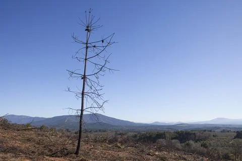 Lonely charred pine tree standing Stock Photos