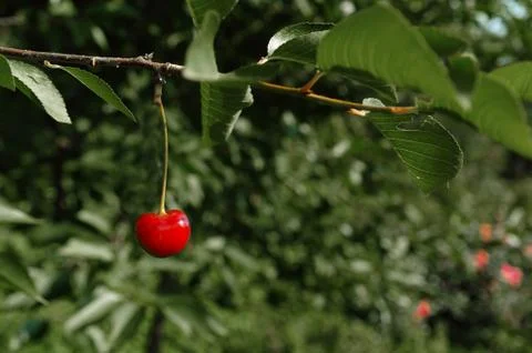Lonely cherry on a branch Stock Photos