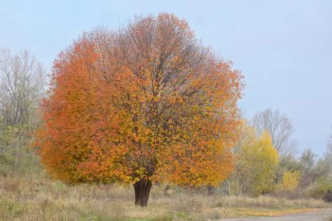 Lonely cherry tree Free Stock Photos