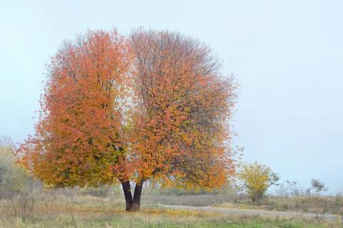 Lonely cherry tree Free Stock Photos