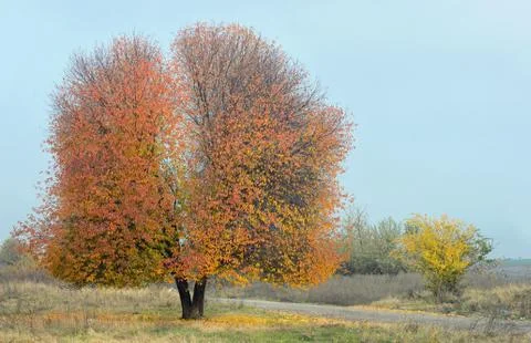 Lonely cherry tree Free Stock Photos
