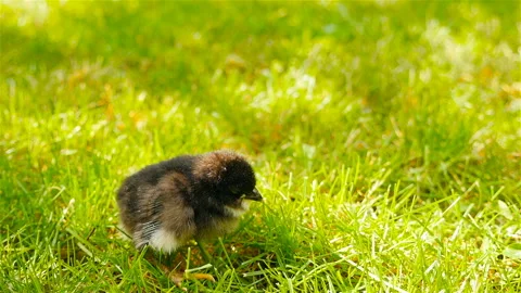 Lonely chick on the grass. Close-up. Black color Stock Footage 91446360
