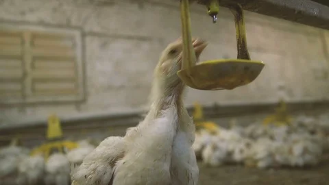 Lonely chick standing alone when and drinking water from a bowl with a drop Stock Footage 99288664