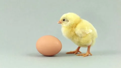Lonely chicken chirping Stock Footage 49968572