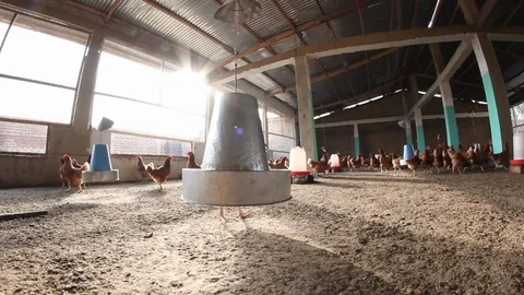 Lonely Chicken in Coop Video stock 101260546