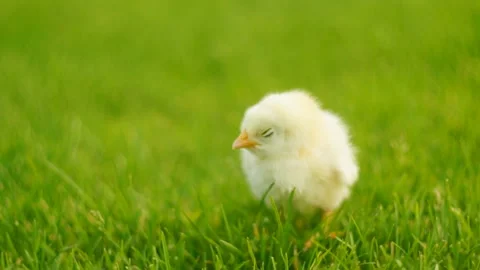 Lonely chicken in grass Stock Footage 99271887