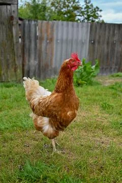  lonely chicken Stock Photos