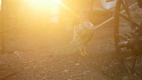 Lonely chicken in the yard Video stock 107738562
