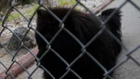 Lonely Chow Stock Footage 78716250