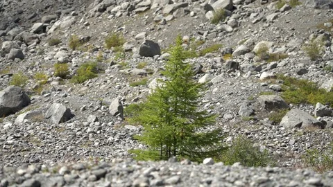 Lonely christmas tree Stock Footage 81986052