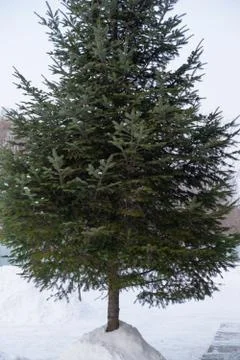 A lonely Christmas tree in a haystack of white snow in a Russian village. Stock Photos