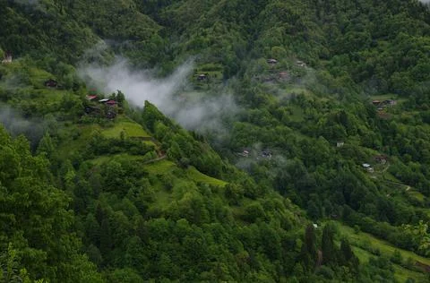 Lonely cloud in green forest Stock Photos